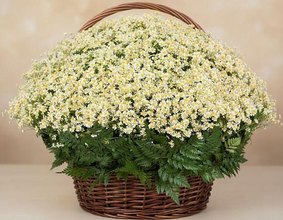 Цветочная композиция из Ромашки в корзине в Луговом