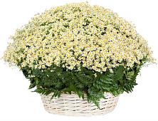Цветочная композиция из Ромашки в корзине #REPLACE_PRED# Луговом